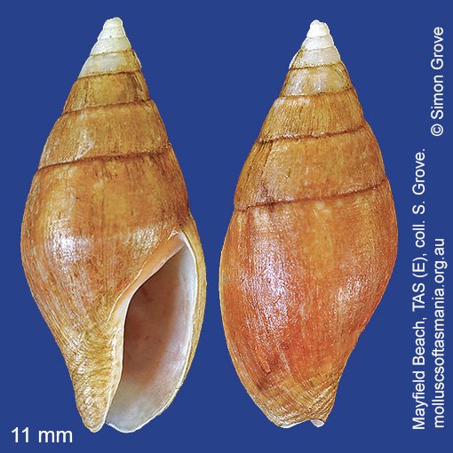 species image