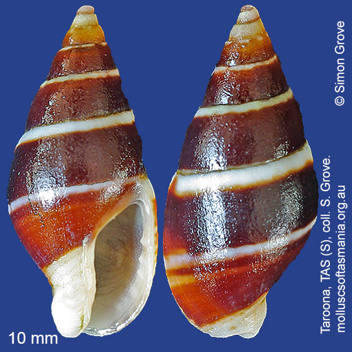 species image