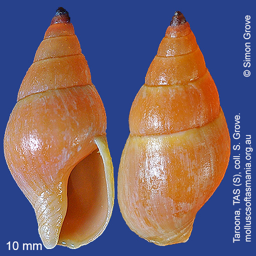 species image