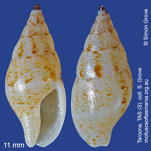 species image