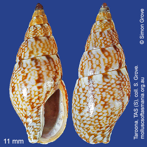 species image