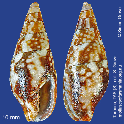 species image