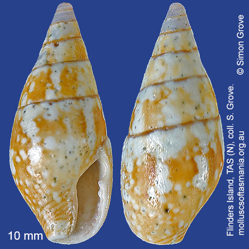 species image