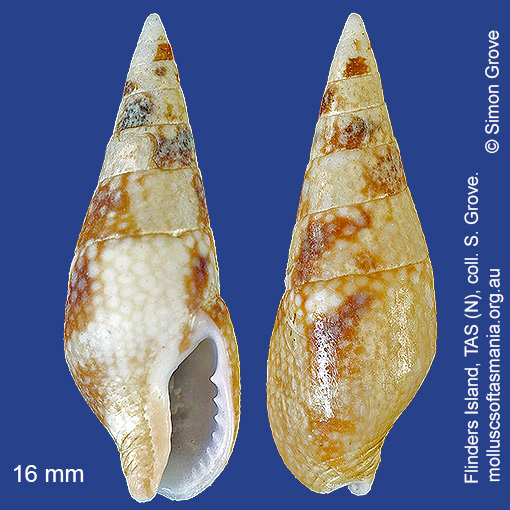 species image