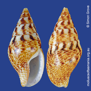 Mitrella semiconvexa