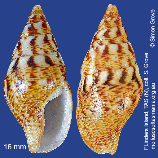 species image