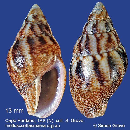 species image