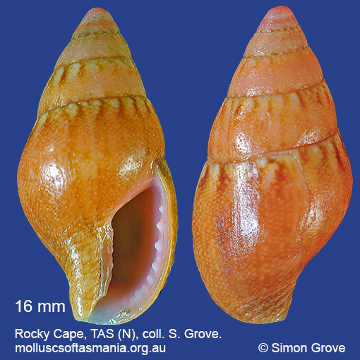 species image