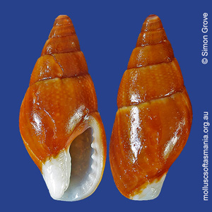 Mitrella tenuis