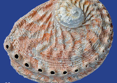 Haliotis scalaris emmae