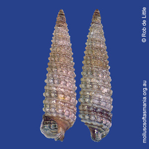 Hedleytriphora fasciata