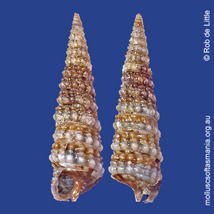 Hedleytriphora scitula