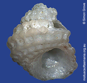 Herpetopoma fenestratum