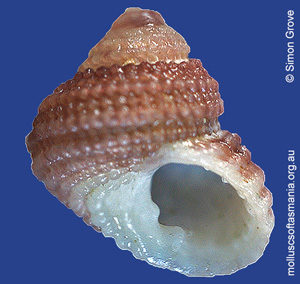 Herpetopoma scabriusculum