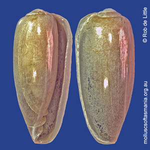 Hydroginella columnaria