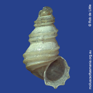 Icuncula consobrina