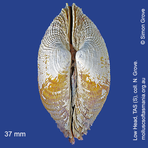 species image