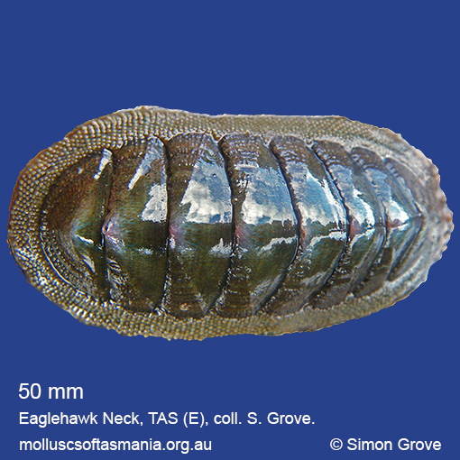 species image