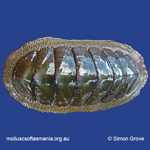 Ischnochiton australis