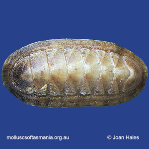 Ischnochiton cariosus