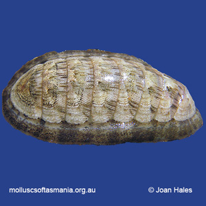 Ischnochiton lineolatus