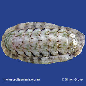 Ischnochiton variegatus