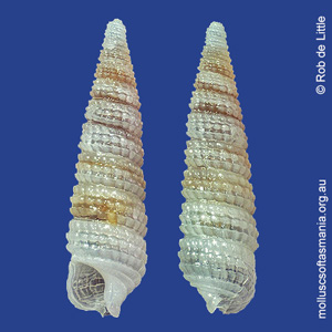 Isotriphora vercoi