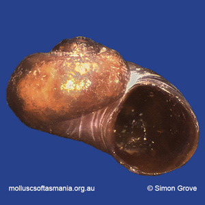Laevilitorina bruniensis