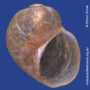 Laevilitorina kingensis