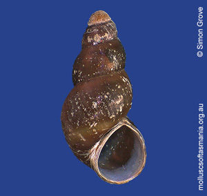 Laevilitorina mariae