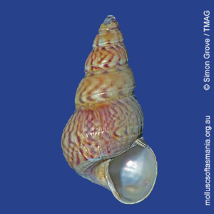 Leiopyrga lineolaris