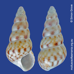 Leiopyrga octona