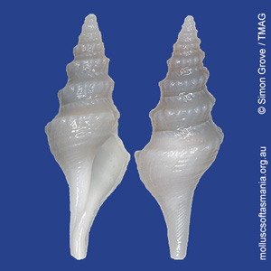 Leucosyrinx truwalamuka