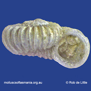 Liotella petalifera