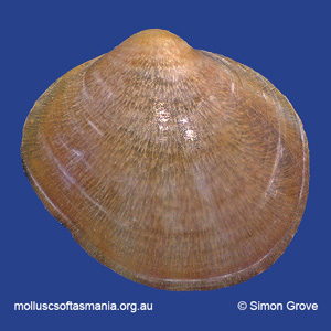 Lissarca rhomboidalis