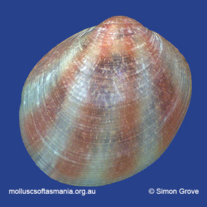 Lissarca rubricata