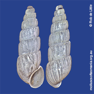 Pseudorissoina exserta