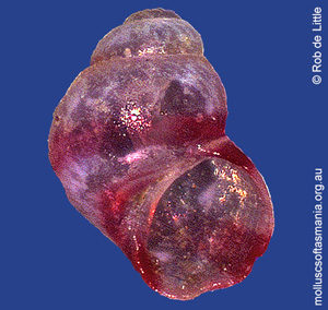 Eatoniella puniceolinea