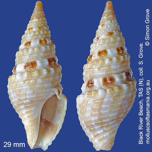 species image