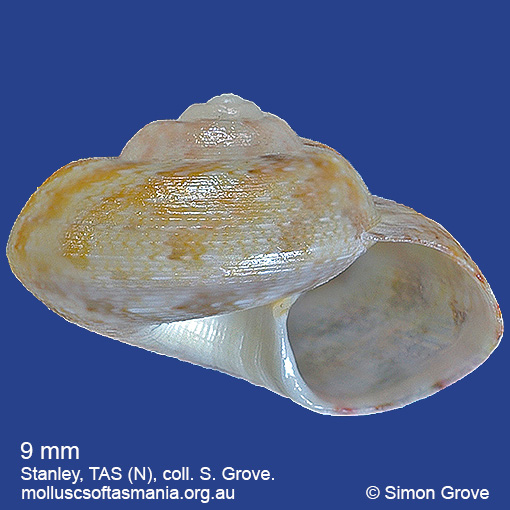 species image