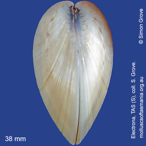 species image