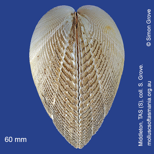 species image