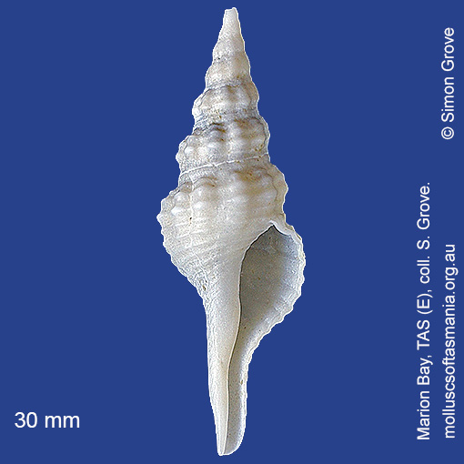 species image