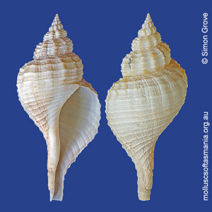 Fusinus pyrulatus