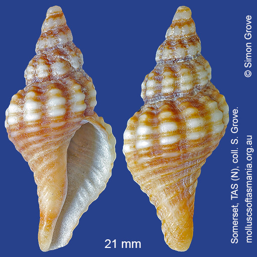 species image