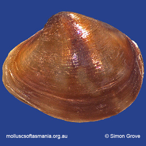 Gaimardia tasmanica