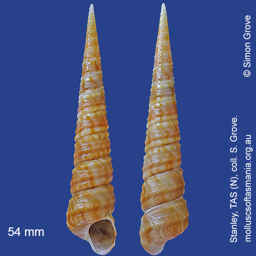 species image