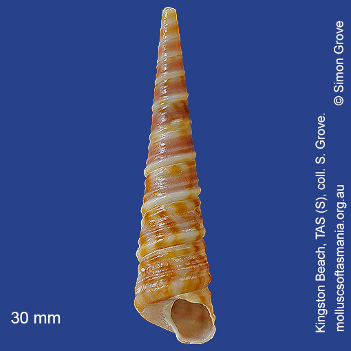 species image