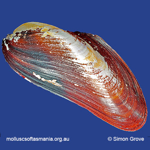 Gibbomodiola albicosta