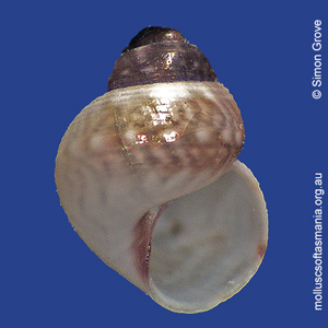 Gibbula hisseyiana